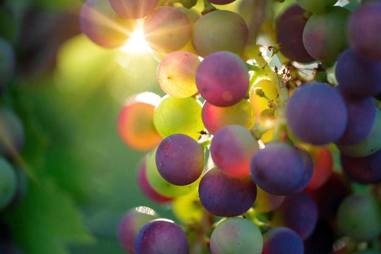 Oasi Del Monferrato - Appartamento Rosso Mombercelli Εξωτερικό φωτογραφία
